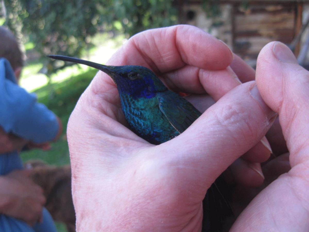 Jardin Colibri Rnt 33633 Villa Guatavita Ruang foto